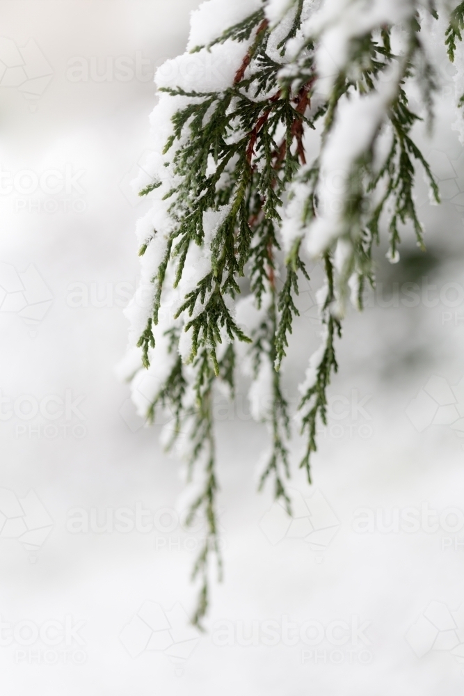 Green pine needles draped in snow - Australian Stock Image