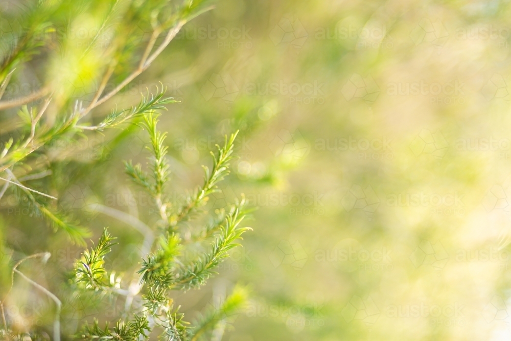 Green plant background native plant leaves and sunlight - Australian Stock Image