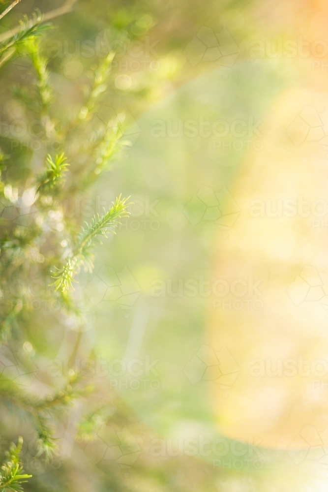 Green plant background native plant leaves and sunlight - Australian Stock Image