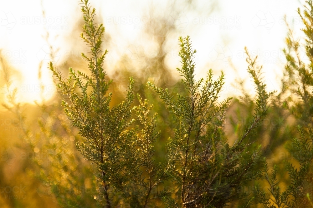 Green plant in golden light - Australian Stock Image