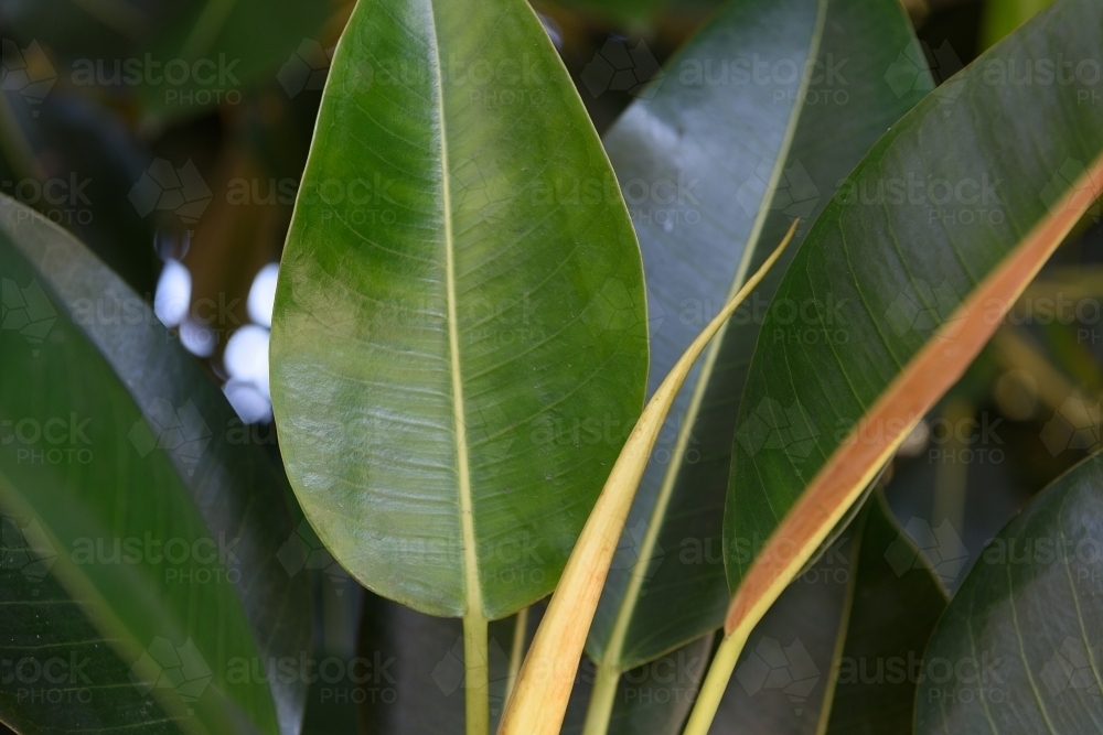 Green plant leaves background - Australian Stock Image