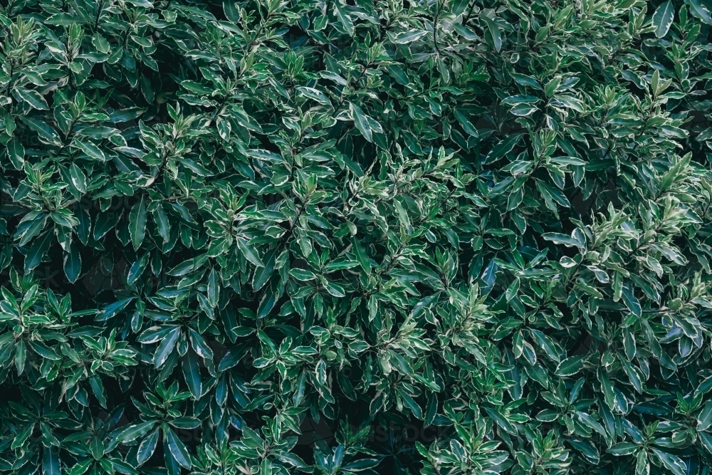 Green plant leaves background - Australian Stock Image