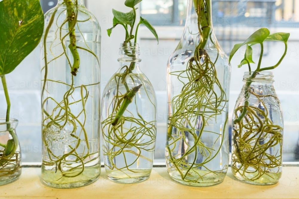 Green plants growing in clear glass bottles on a window sill. - Australian Stock Image