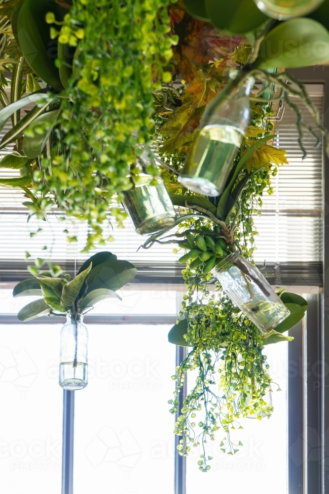 Green plants growing in hanging glass bottles - Australian Stock Image