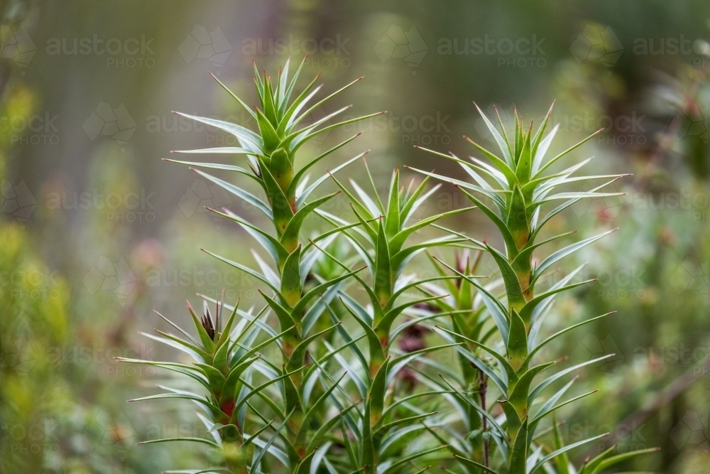 Green plants in a forest - Australian Stock Image