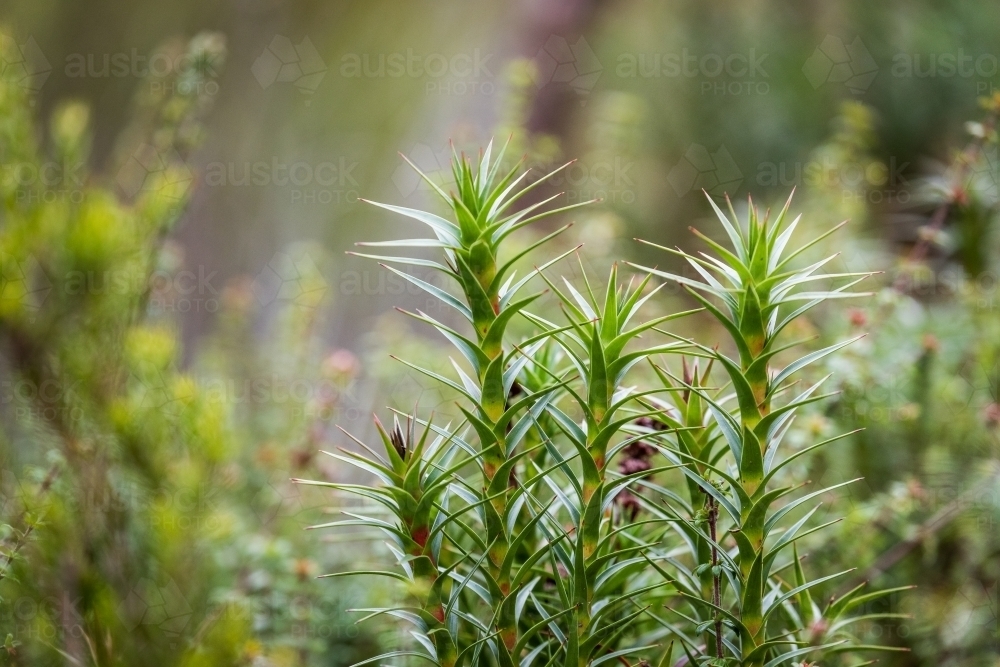 Green plants in a forest - Australian Stock Image