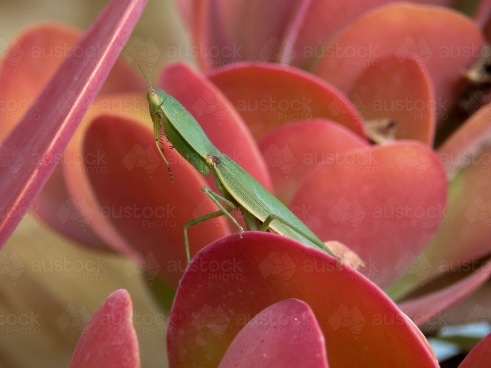 Green Praying mantis on pink succulent flapjack leaves - Australian Stock Image