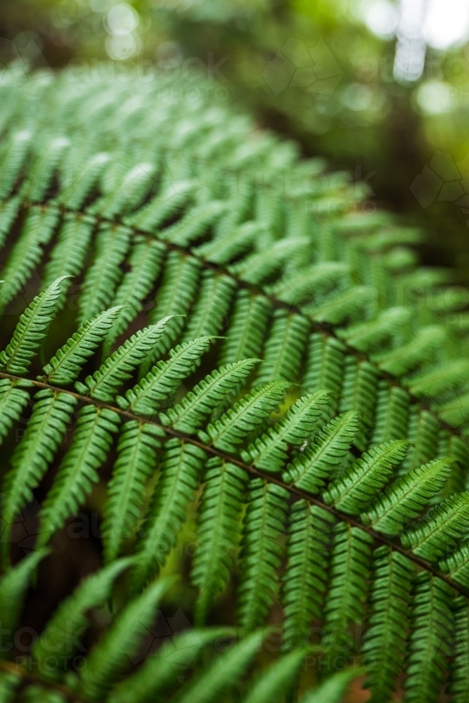 green rainforest fern - Australian Stock Image
