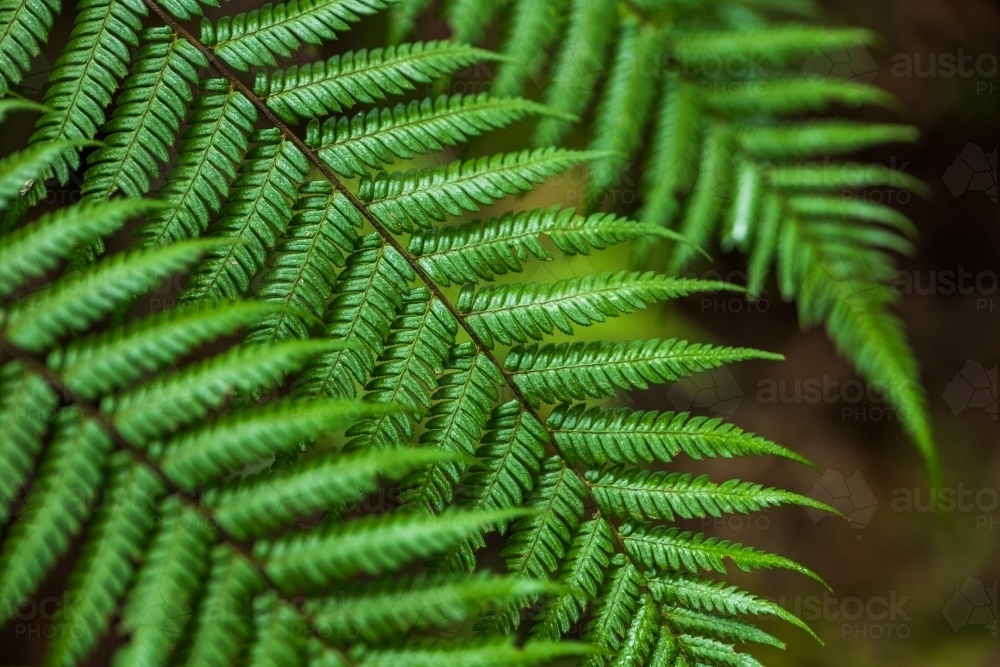 green rainforest fern - Australian Stock Image