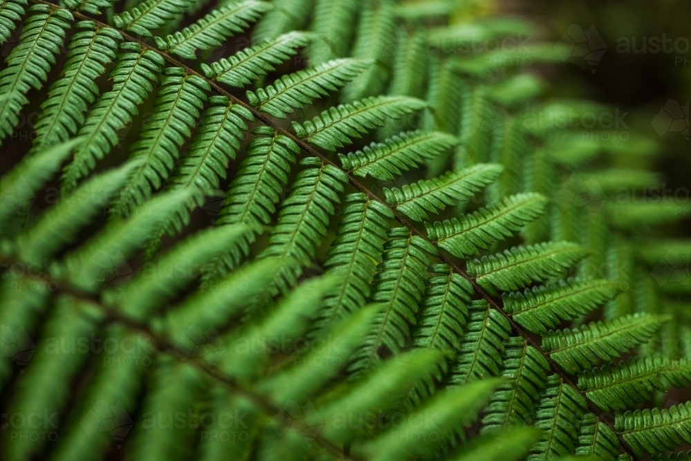 green rainforest fern - Australian Stock Image