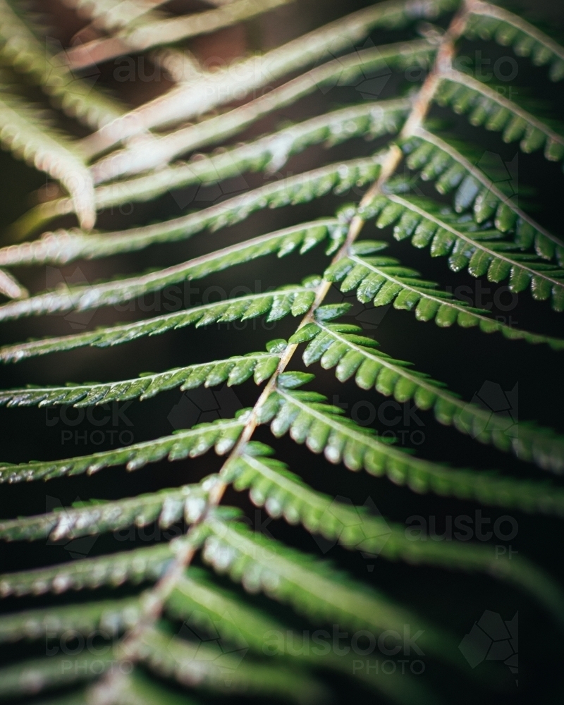 Green Rainforest Fern Leaves - Australian Stock Image