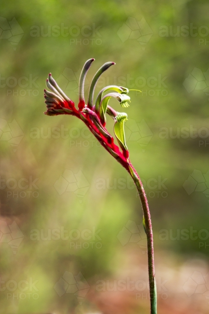 Green & red kangaroo paw flower up close with blurry background - Australian Stock Image