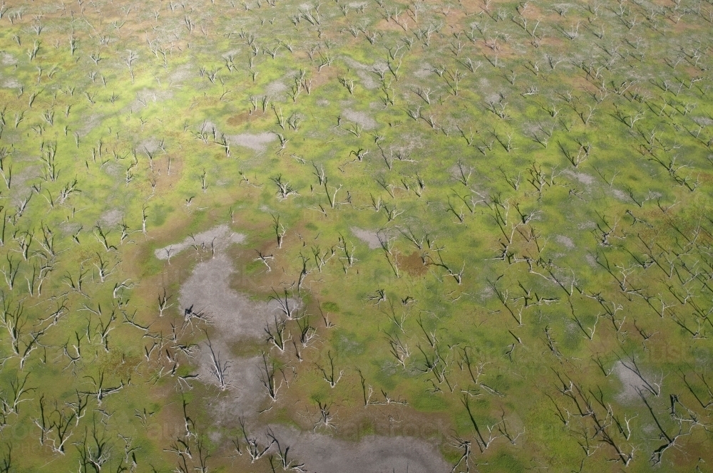 Green Rural Outback Aerial Landscape with Dead Trees - Australian Stock Image
