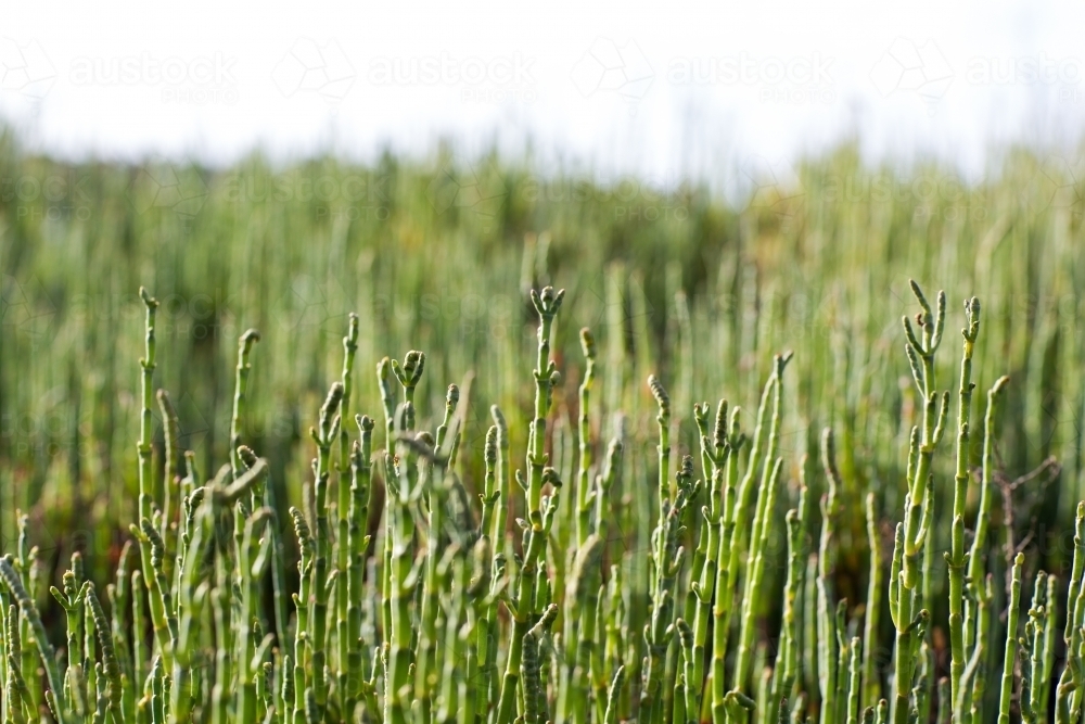 Green samphire plant stalks - Australian Stock Image