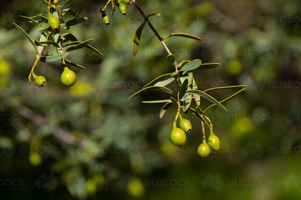 green sandalwood fruits hanging from santalum tree - Australian Stock Image