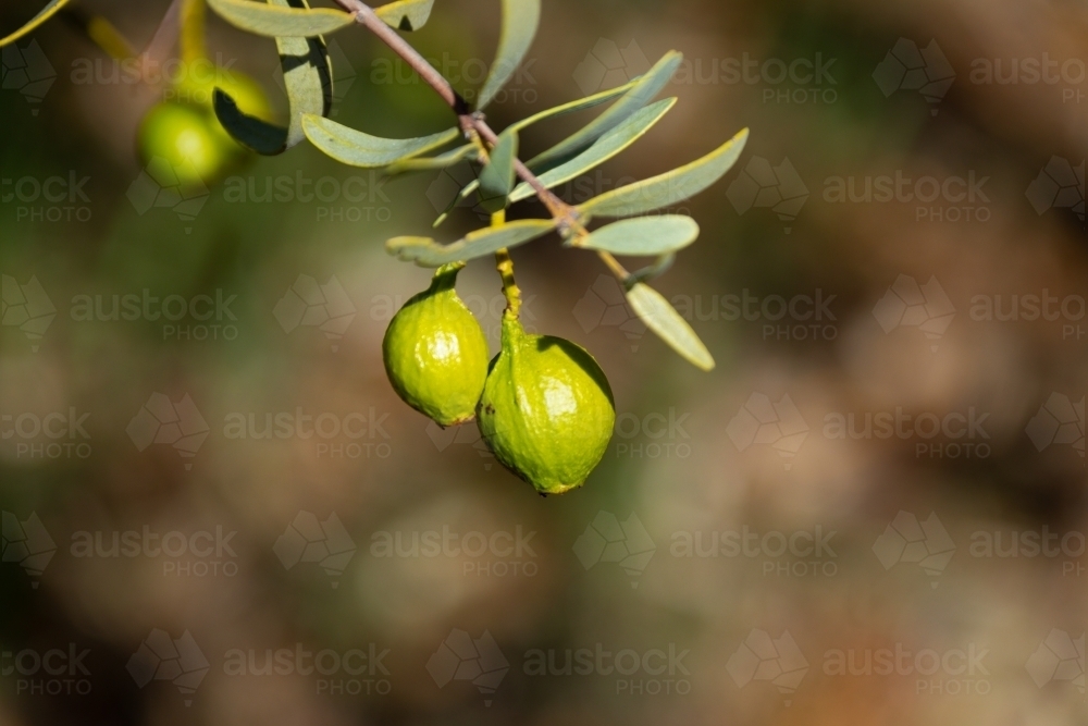 green sandalwood fruits hanging on sandalwood tree - Australian Stock Image