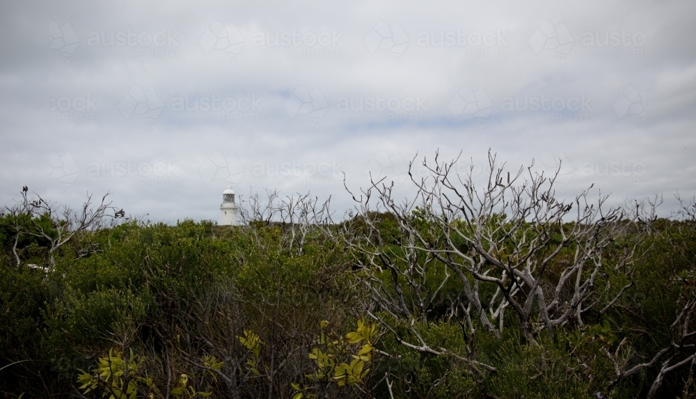 Green scrub vegetation with lighthouse in the background on a cloudy day - Australian Stock Image