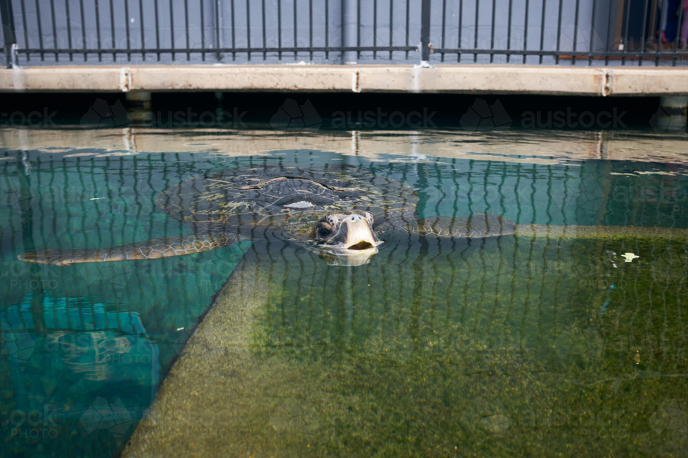 Green sea turtle - Australian Stock Image