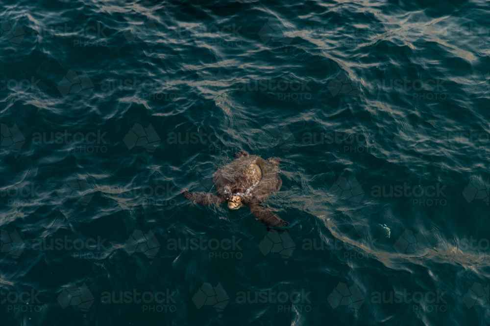 green sea turtle coming up for air near K'gari - Australian Stock Image