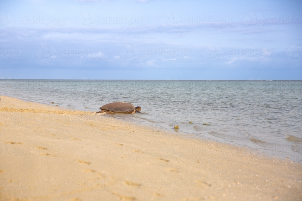 Image of green sea turtle getting back in the water after nesting ...