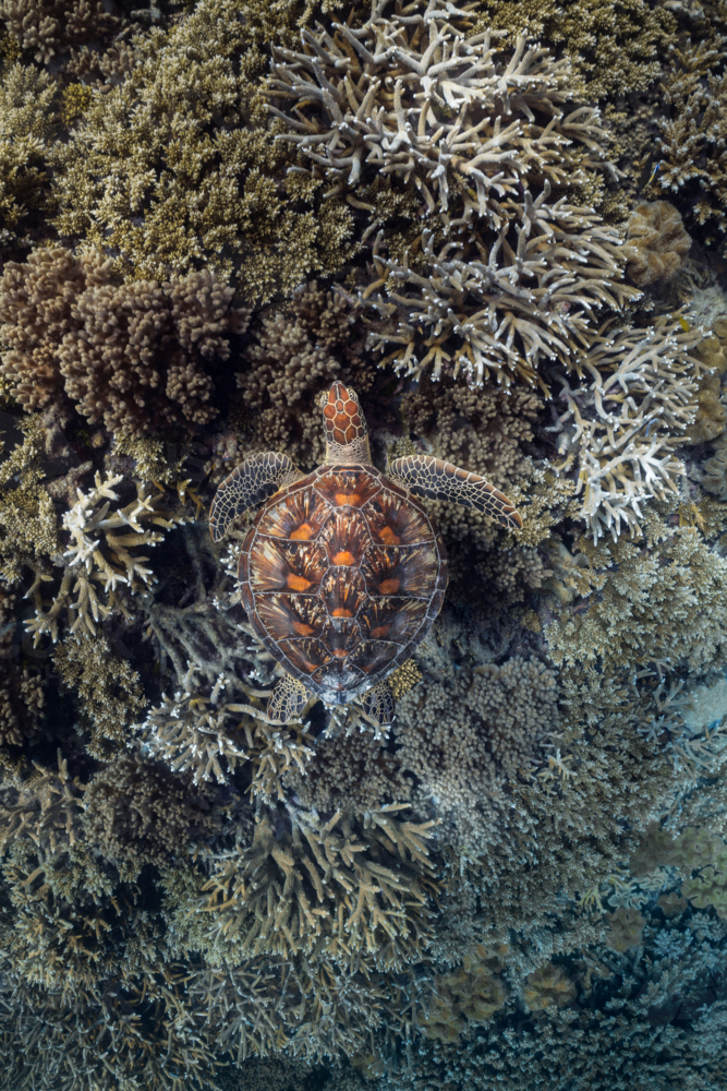 Green sea turtle swimming on the Great Barrier Reef from above - Australian Stock Image
