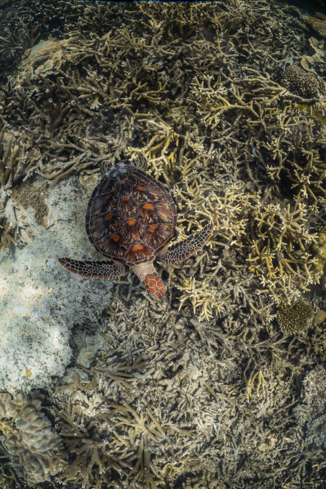 Green sea turtle swimming on the Great Barrier Reef from above - Australian Stock Image