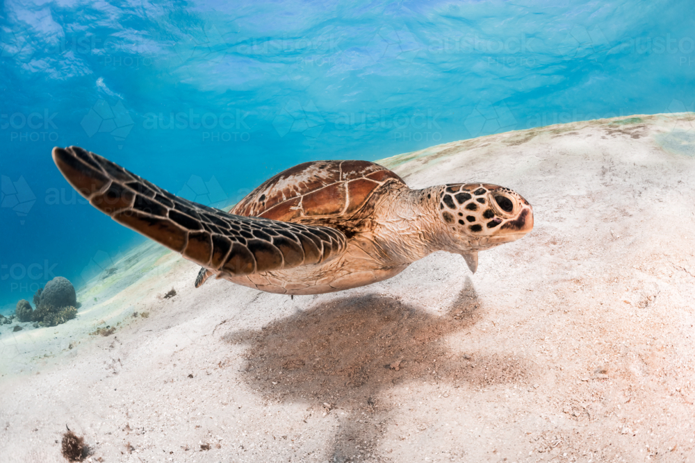 Green sea turtle swimming underwater on the Great Barrier Reef - Australian Stock Image