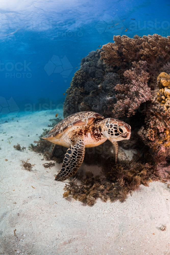 Green sea turtle swimming underwater on the Great Barrier Reef - Australian Stock Image