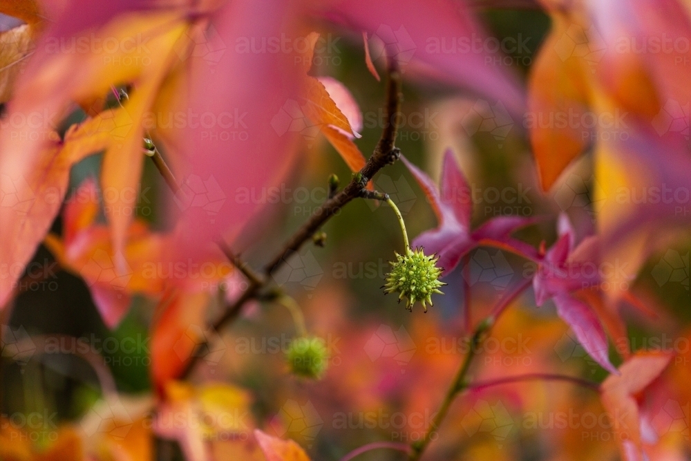 green seed pod hanging on autumn tree - Australian Stock Image