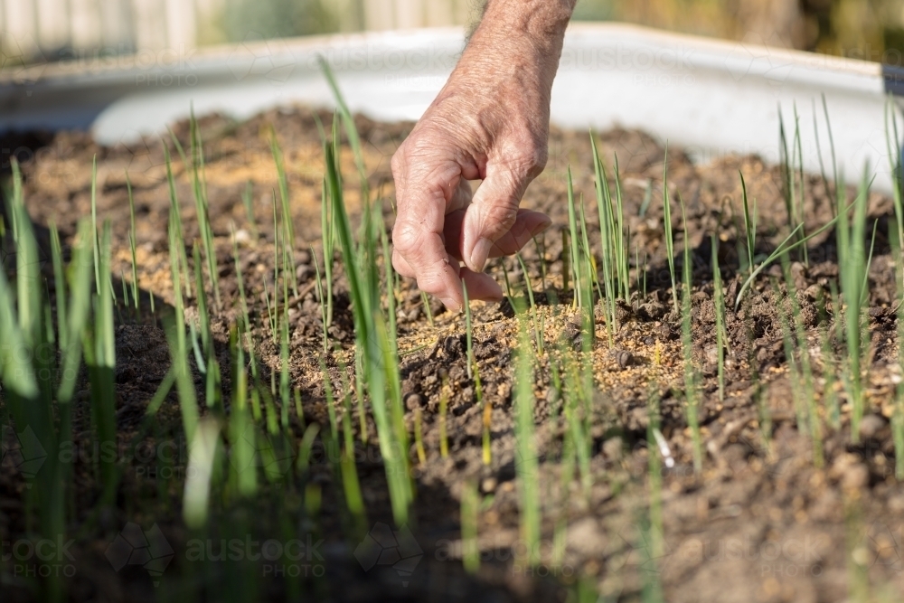 Green shoots in a garden bed with hand - Australian Stock Image