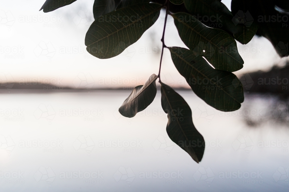Green, silhouetted, textured leaves of a tree hang above a smooth, blurred, white lake at sunset. - Australian Stock Image