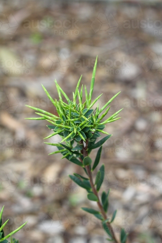 Green spikes at end of branch - Australian Stock Image