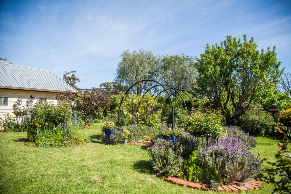 Green spring garden backyard in town - Australian Stock Image