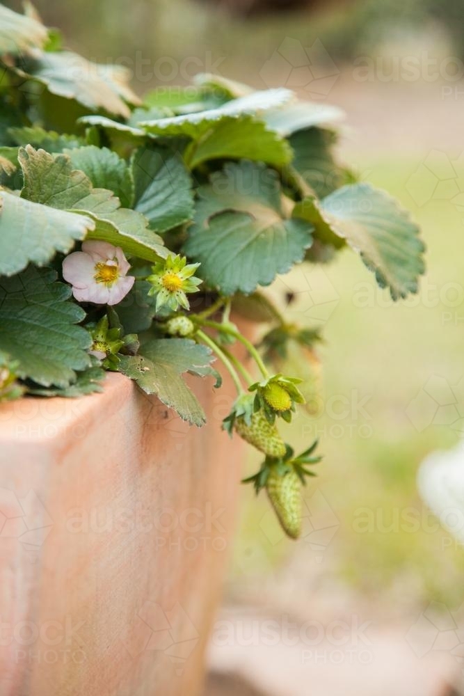 Image of Green strawberries growing in a pot - Austockphoto