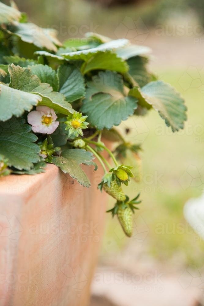 Green strawberries growing in a pot - Australian Stock Image