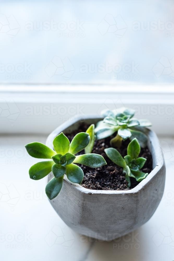Green succulent in a concrete pot by the window - Australian Stock Image