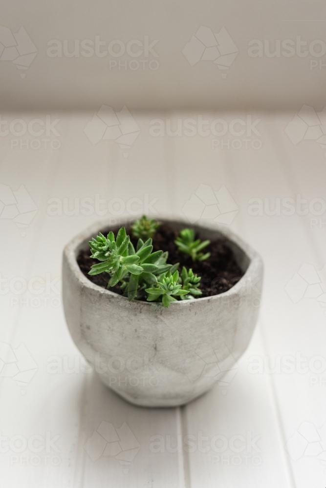 Green succulents in a grey concrete pot - Australian Stock Image