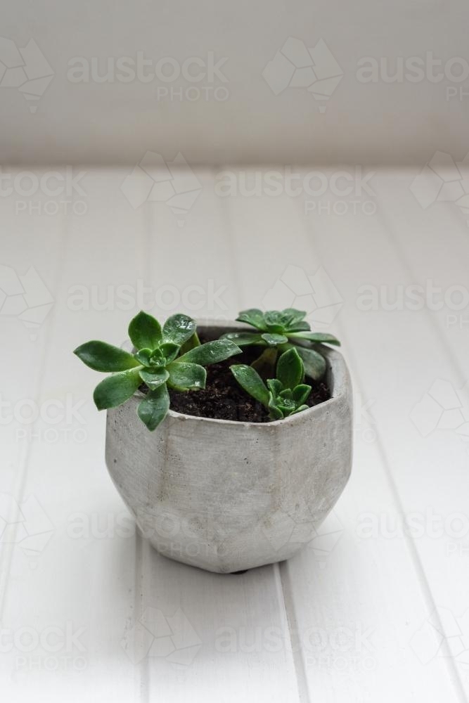 Green succulents in a modern concrete pot on white - Australian Stock Image
