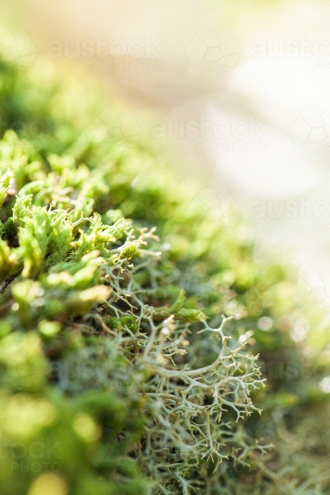 Green sunlit lichen growing in moss on rock - Australian Stock Image