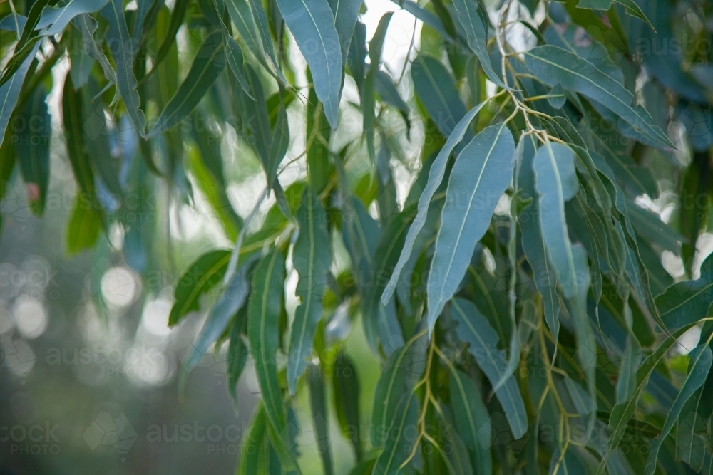 Image of Green texture of gum leaves Austockphoto