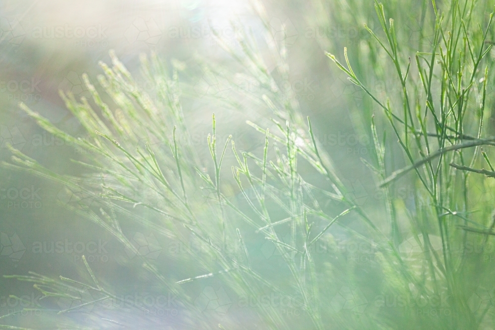Green texture of pine needles - Australian Stock Image