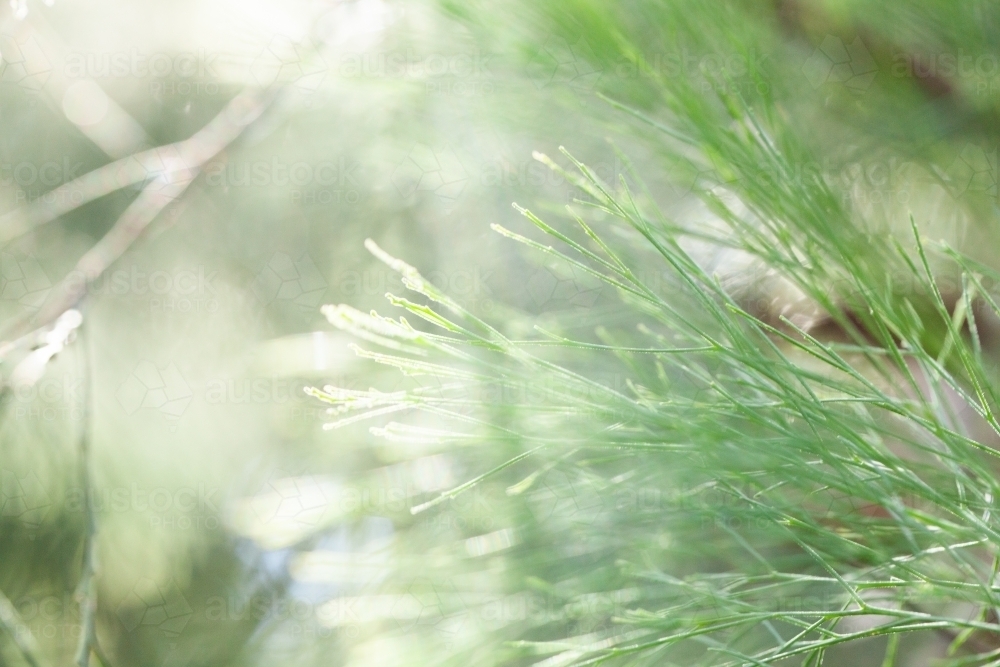 Green texture of pine needles - Australian Stock Image