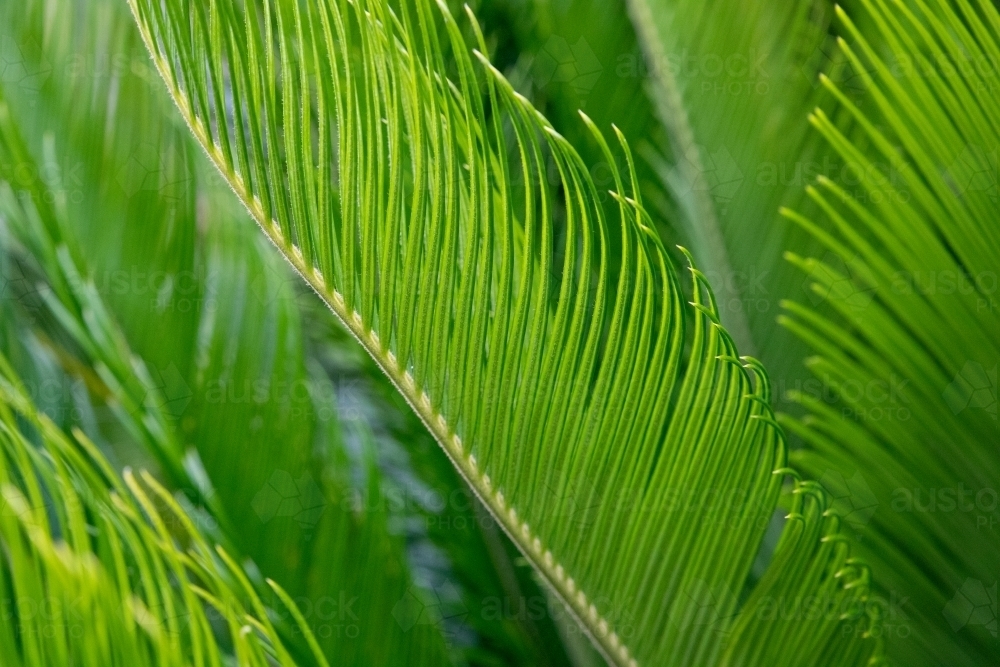 Green textures of cycad plant - Australian Stock Image