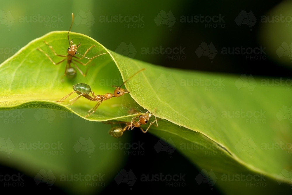 Green tree ants building nest - Australian Stock Image