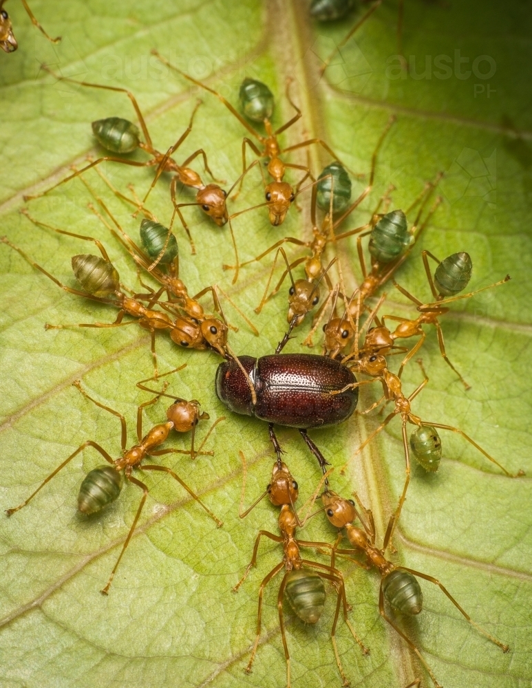 Green tree ants pulling a bug apart - Australian Stock Image