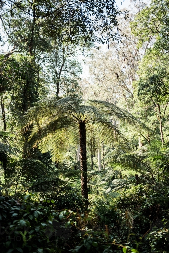 Green tree fern in a rainforest - Australian Stock Image