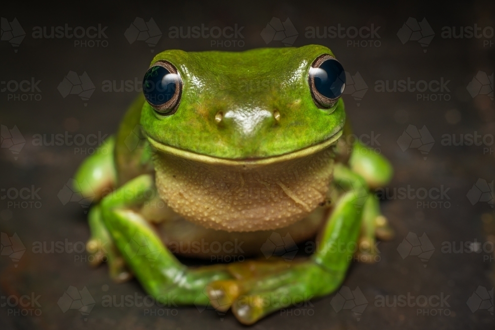 Green tree frog - Australian Stock Image