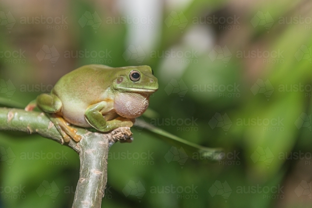 Green Tree Frog - Australian Stock Image