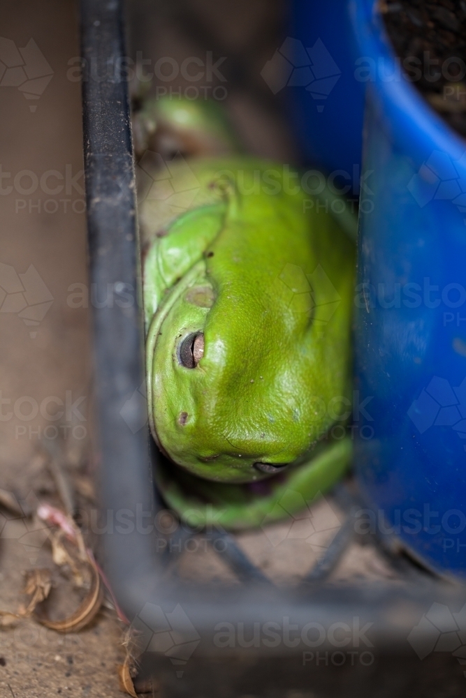 Green tree frog in a plastic container - Australian Stock Image