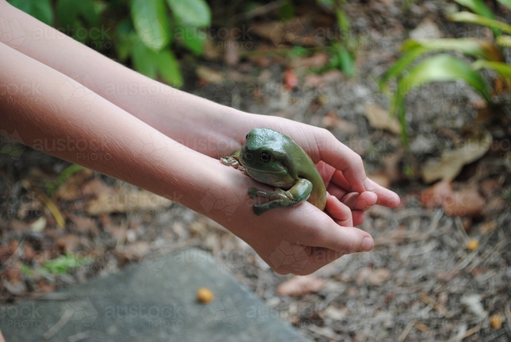 Green tree frog in the hands of a child - Australian Stock Image
